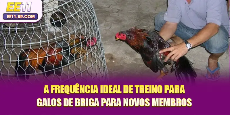 A frequência ideal de treino para galos de briga para novos membros