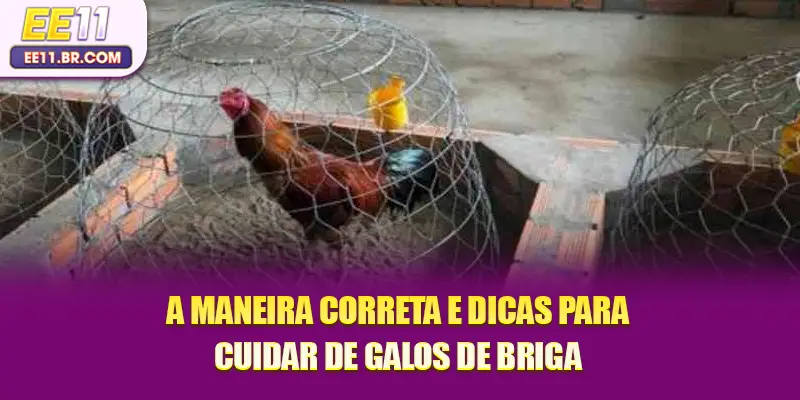 A maneira correta e dicas para cuidar de galos de briga