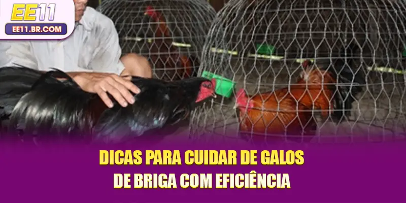 Dicas para cuidar de galos de briga