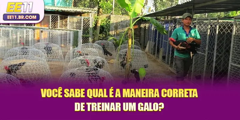 Você sabe qual é a maneira correta de treinar um galo?